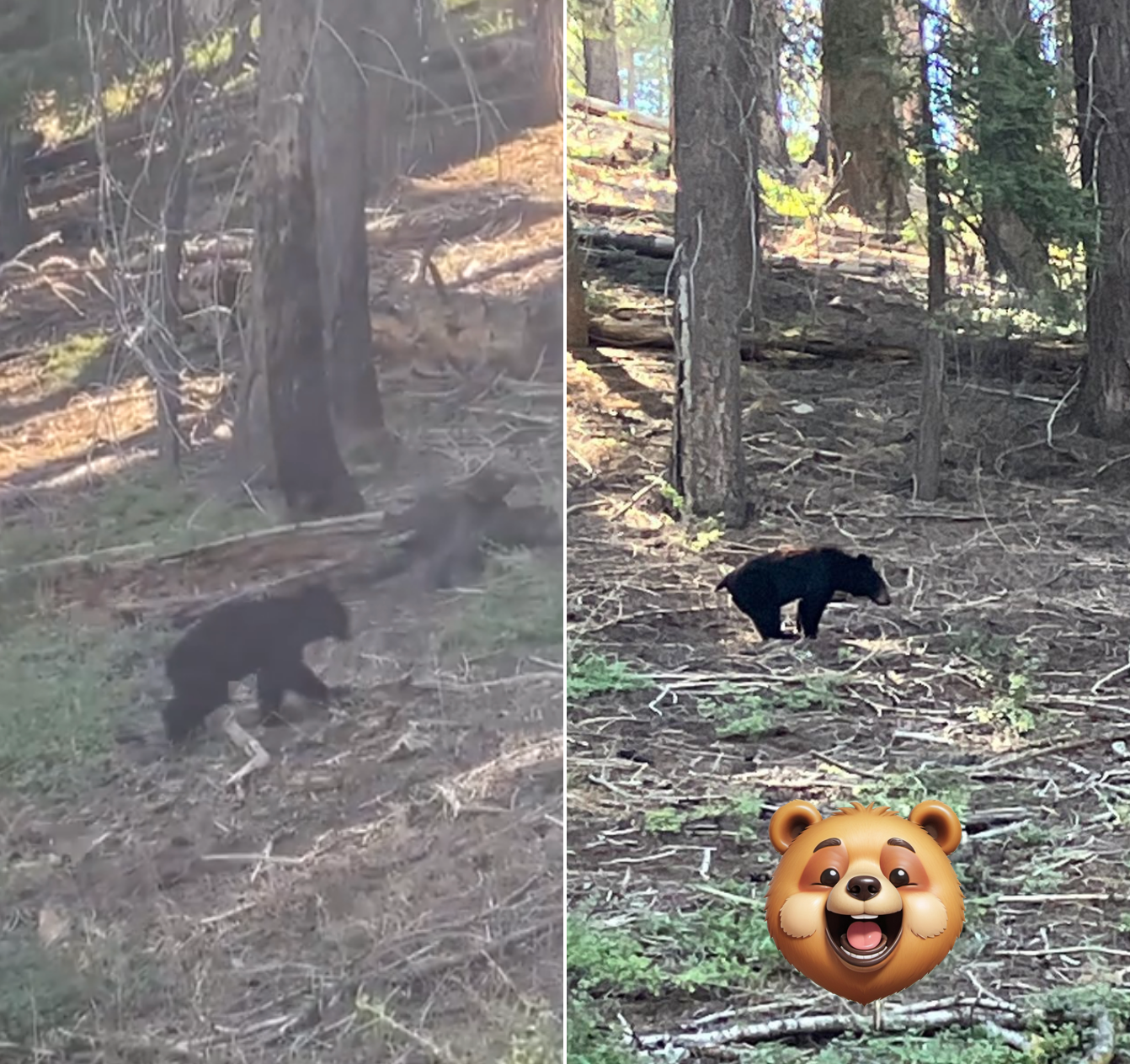 Black Bear at Sequoia National Park, CA