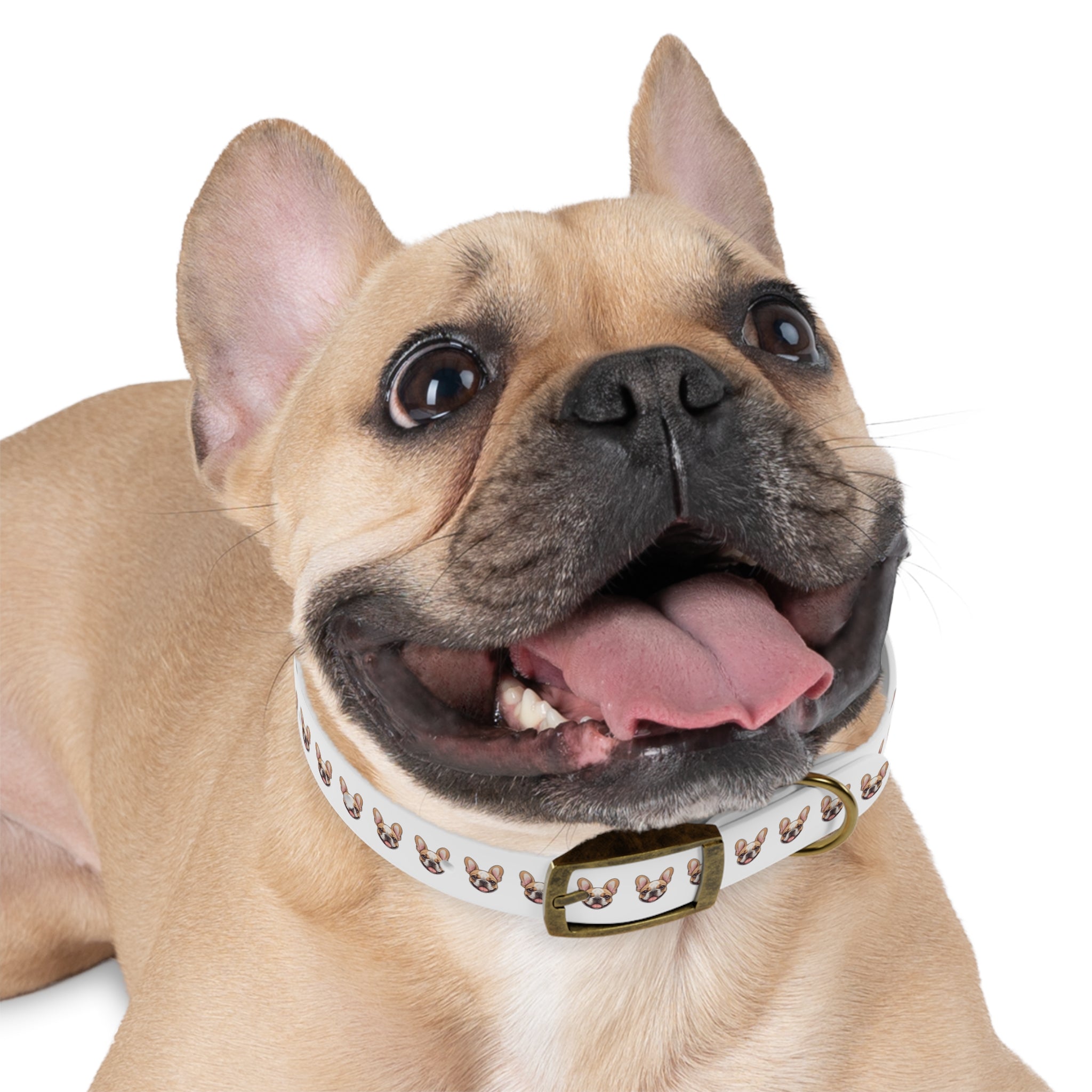 Frenchie Collar