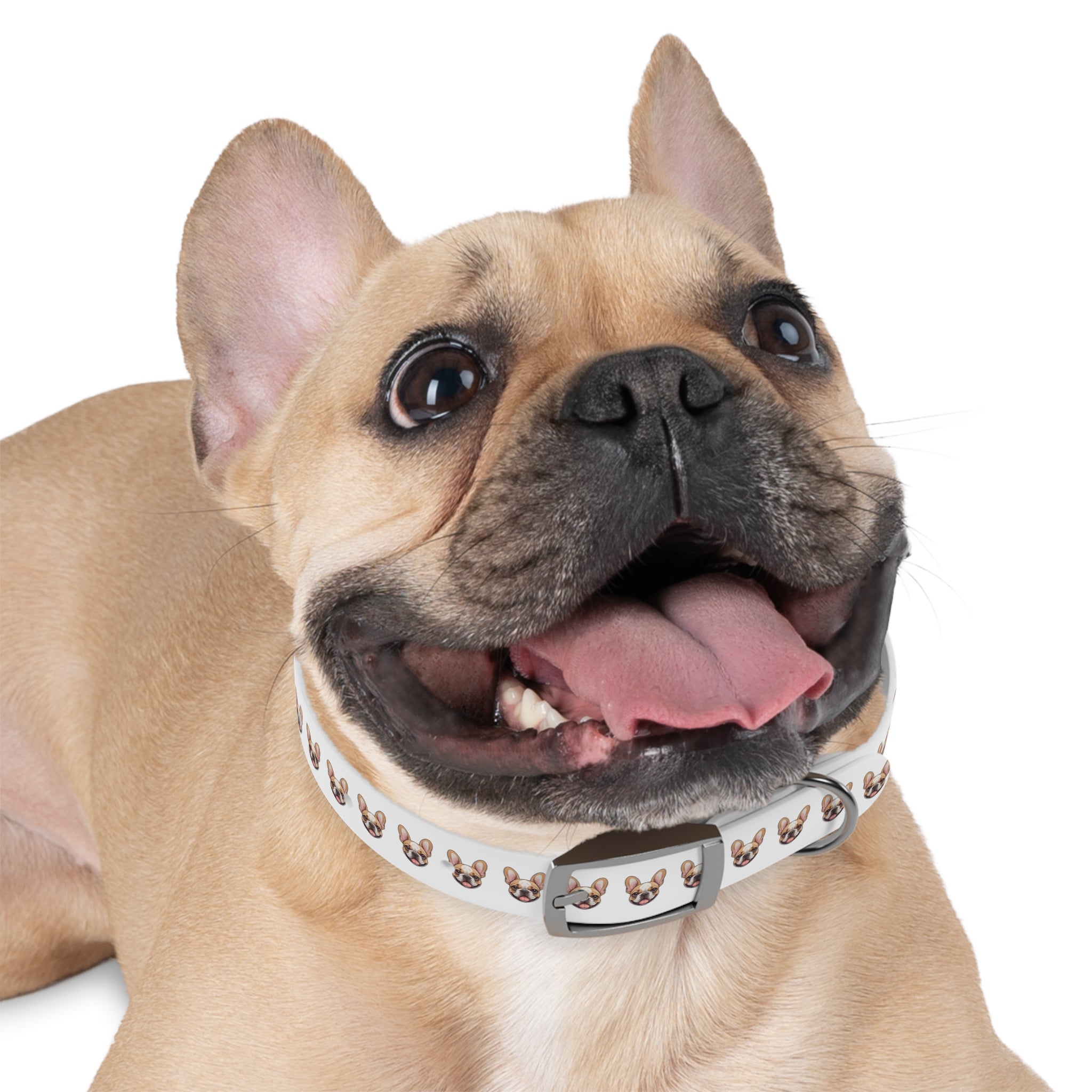 Frenchie Collar