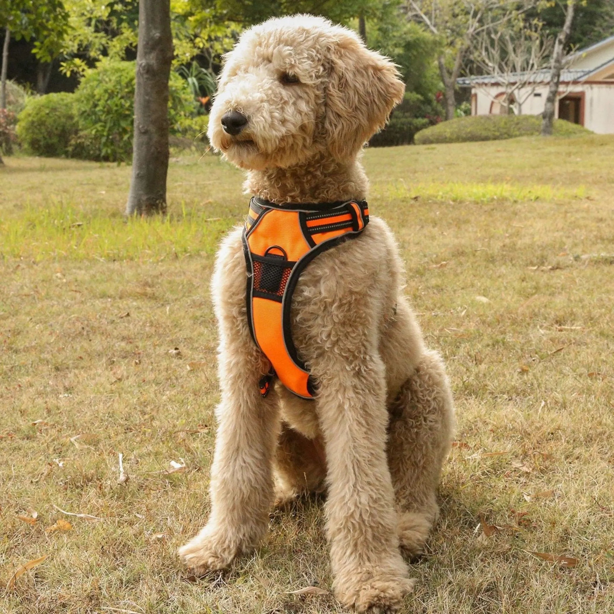 Mr. Peanut's PetTrek Reflective Pet Harness With Matching Leash