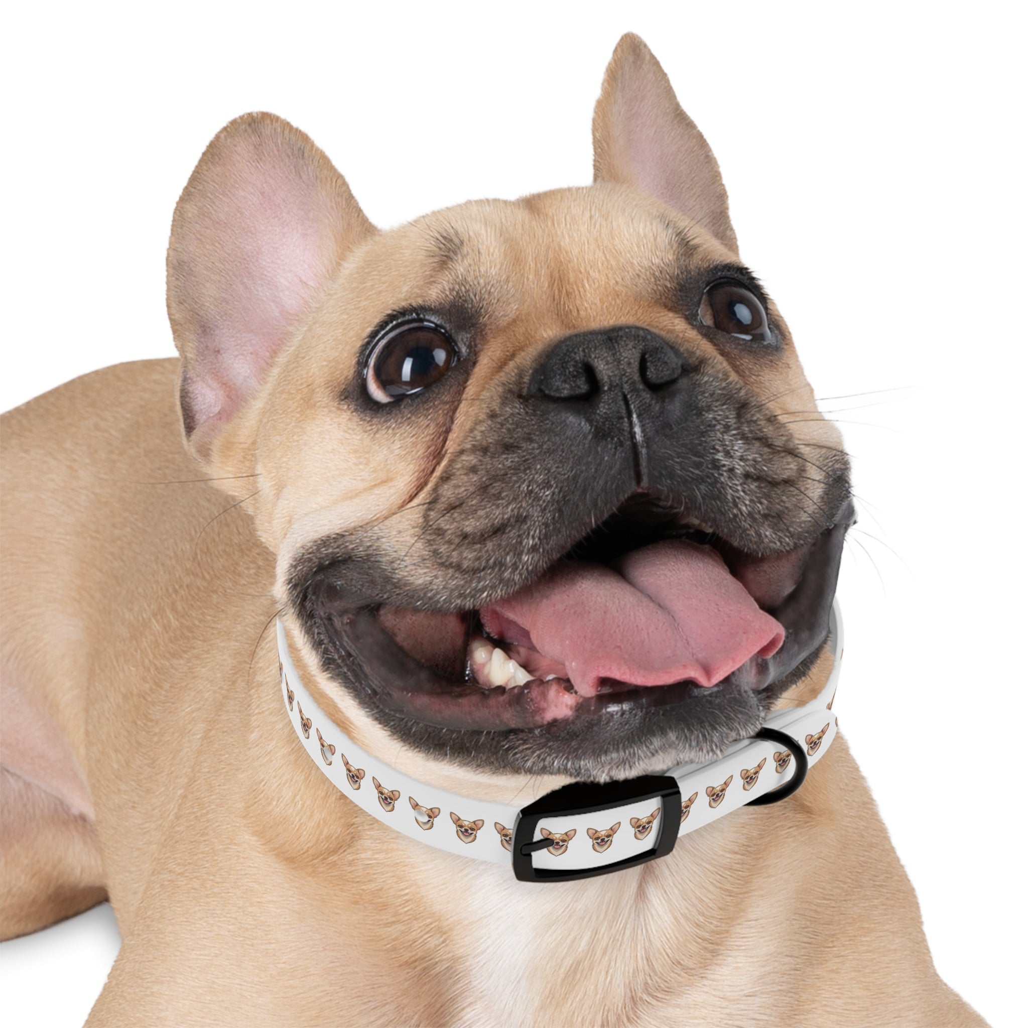 Chihuahua Collar